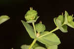 Warty spurge